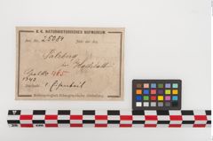Etiketten zu Eisenärmchenbeil (NHMW-PRAE-025084)